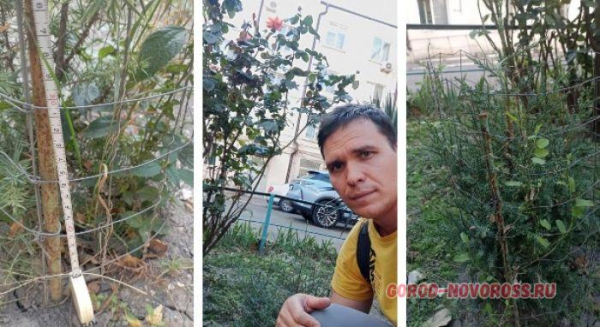 В Новороссийске прижились можжевельники, спасенные горожанами от уничтожения при строительстве