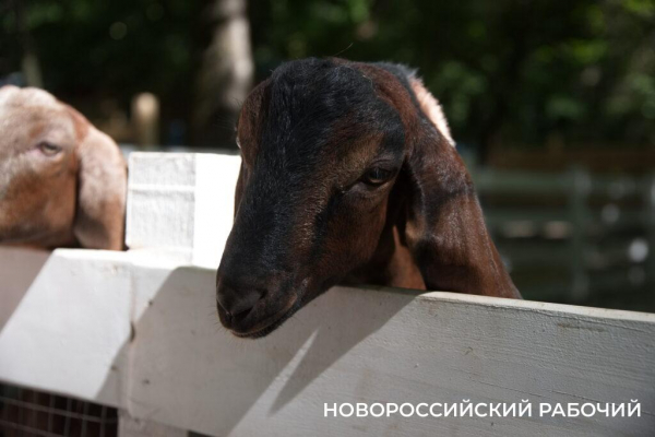 Исполнить желание послать все на… и побегать за толстыми овцами. Куда поехать отдохнуть из Новороссийска