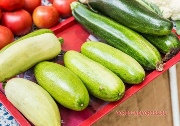 Почему в Новороссийске цуккини дороже кабачков