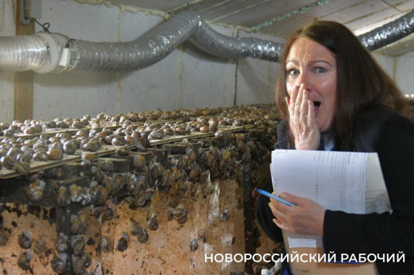 Сезон редчайшего деликатеса начался на ферме под Новороссийском — улитки мечут икру