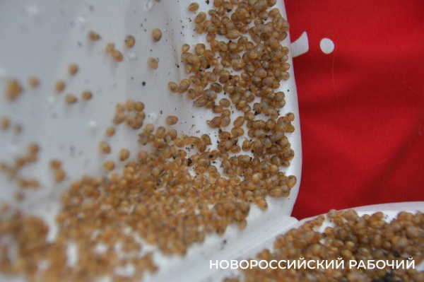 Сезон редчайшего деликатеса начался на ферме под Новороссийском — улитки мечут икру