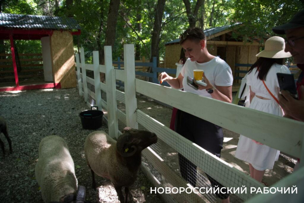 Исполнить желание послать все на… и побегать за толстыми овцами. Куда поехать отдохнуть из Новороссийска