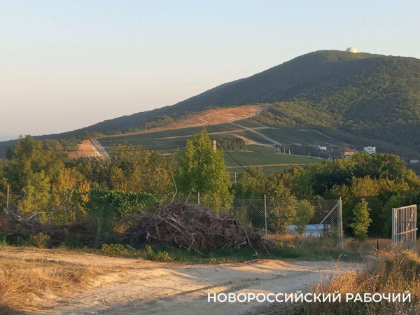 Москвич хочет вырубить виноградники.  На экраны вышел фильм, снимавшийся в Новороссийске