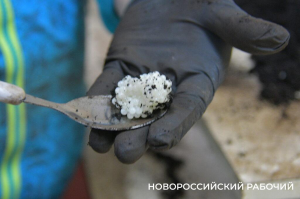 Сезон редчайшего деликатеса начался на ферме под Новороссийском — улитки мечут икру