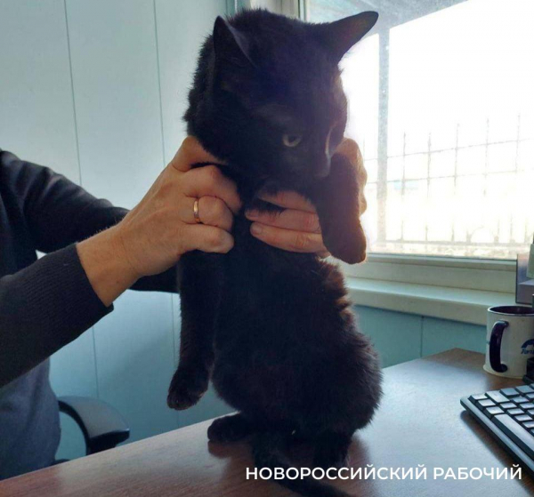 Черному коту-нелегалу разрешили покинуть порт Новороссийск