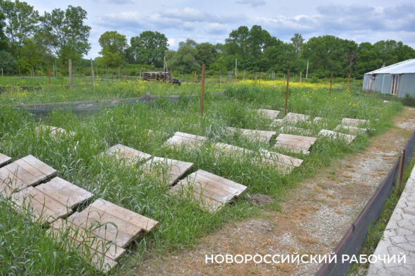 Сезон редчайшего деликатеса начался на ферме под Новороссийском — улитки мечут икру