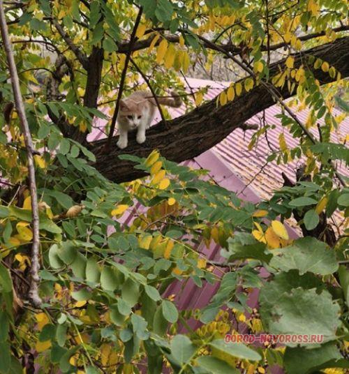 Понедельник для новороссийских спасателей начался с добрых дел