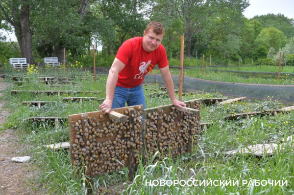 Сезон редчайшего деликатеса начался на ферме под Новороссийском — улитки мечут икру