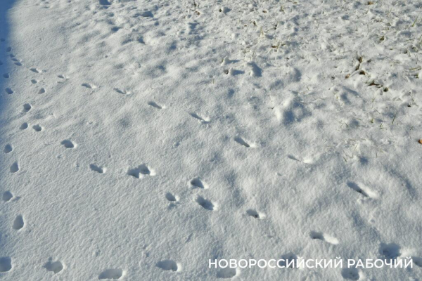 Одни новороссийцы радуются снегу, а другие – категорически против Одни новороссийцы радуются снегу, а другие – категорически против