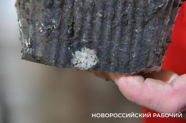 Сезон редчайшего деликатеса начался на ферме под Новороссийском — улитки мечут икру