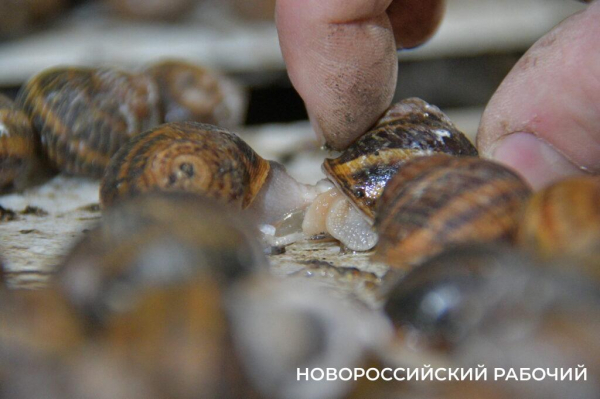 Сезон редчайшего деликатеса начался на ферме под Новороссийском — улитки мечут икру