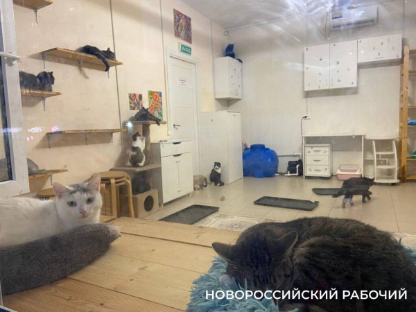 В Новороссийске 90 жителей котокафе после смерти хозяйки могут просто выкинуть на улицу
