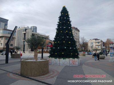 На набережной Новороссийска оливы «одели» по-зимнему и нарядили по-новогоднему На набережной Новороссийска оливы «одели» по-зимнему и нарядили по-новогоднему