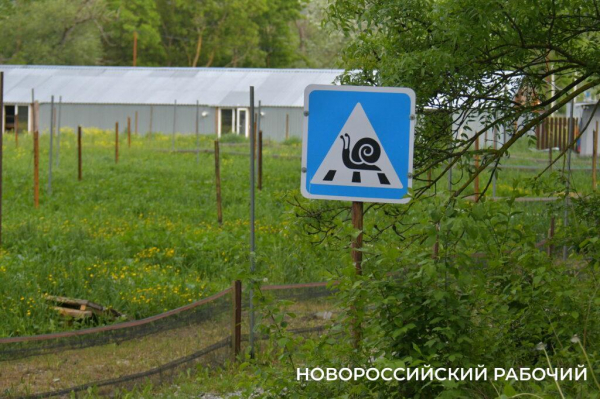 Сезон редчайшего деликатеса начался на ферме под Новороссийском — улитки мечут икру